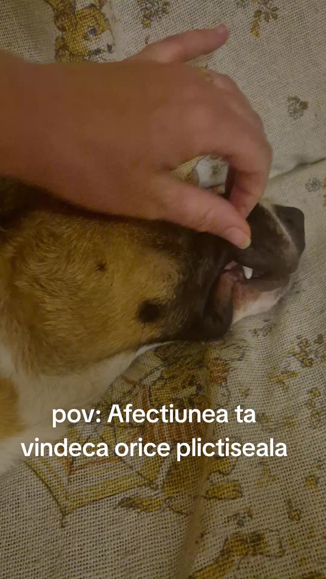 @Silvia Morosanu