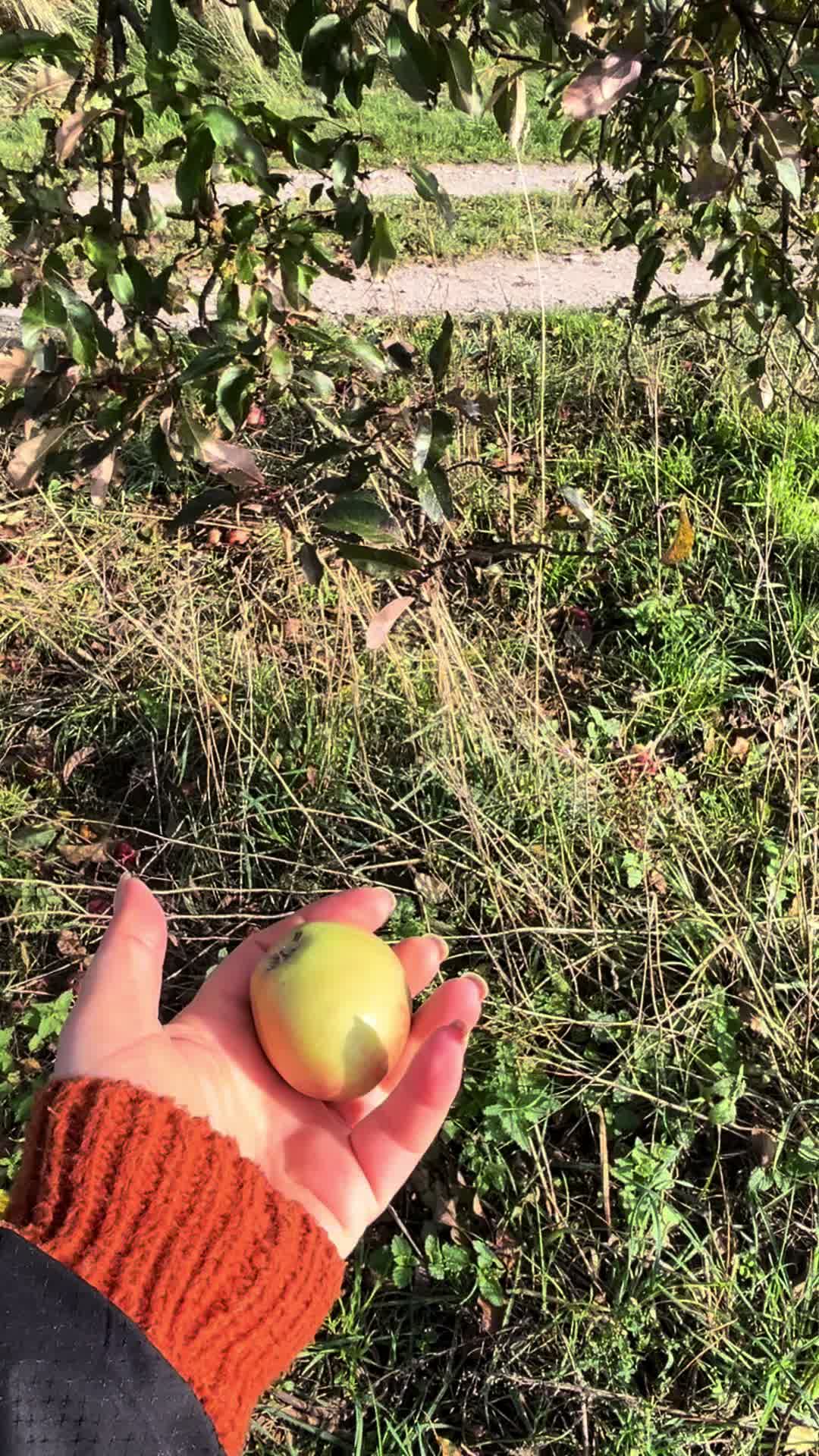 @كجا شنكالي🌾🦚