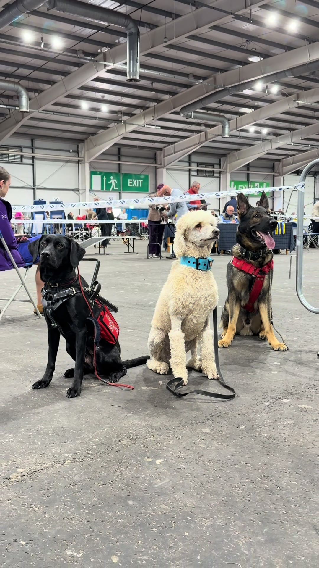@themworkingdogs🏴