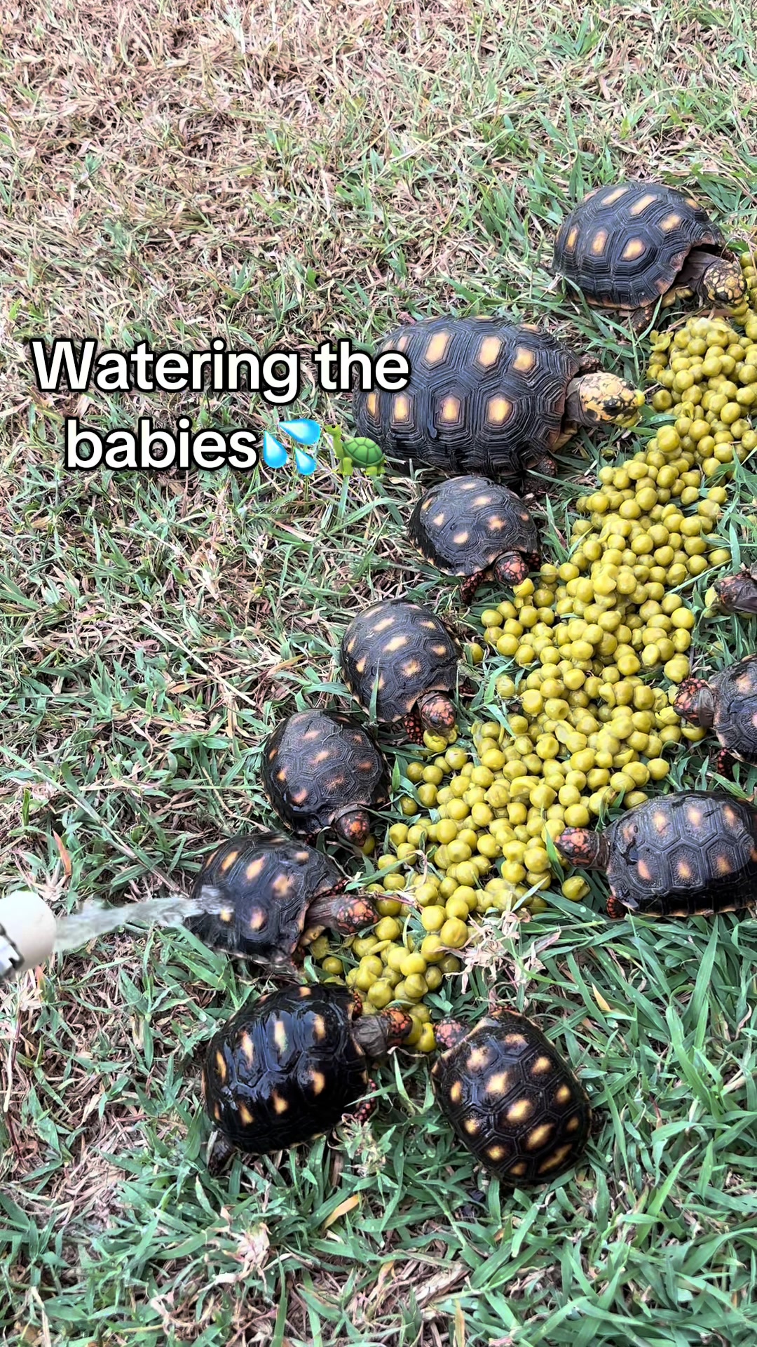 @tortoises sxm🐢