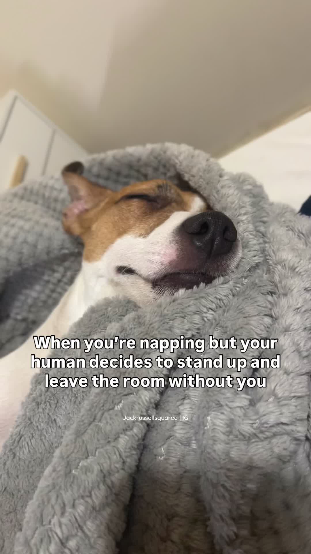 @jackrussellsquared