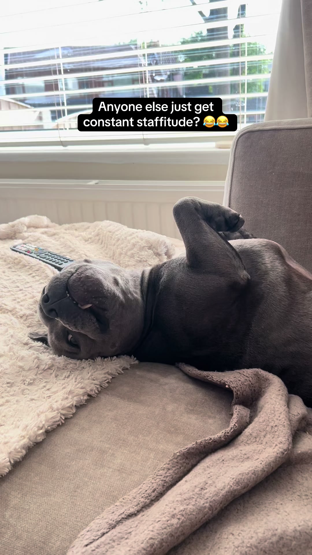 @Zeus the Blue Staffy⚡️