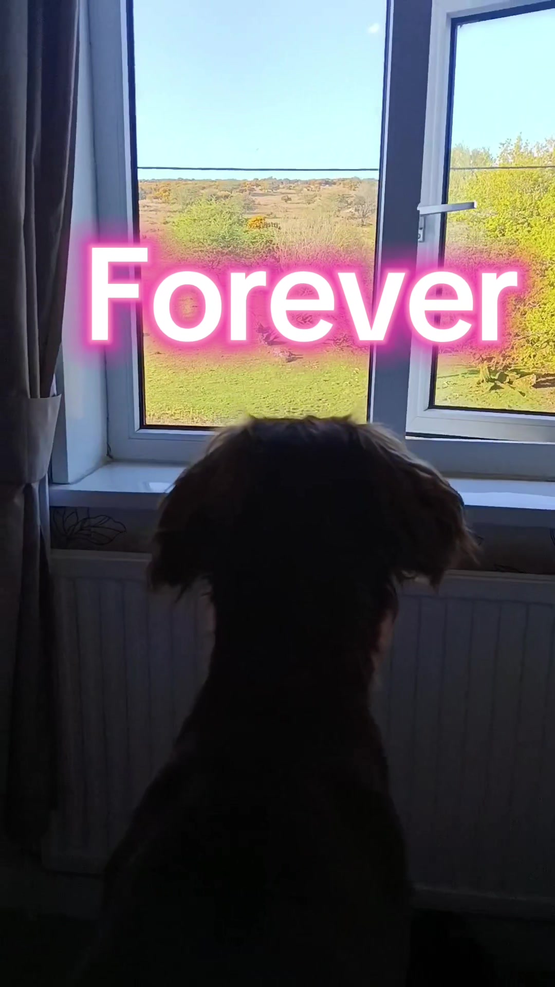@🐕Mountain Bertie 🐕