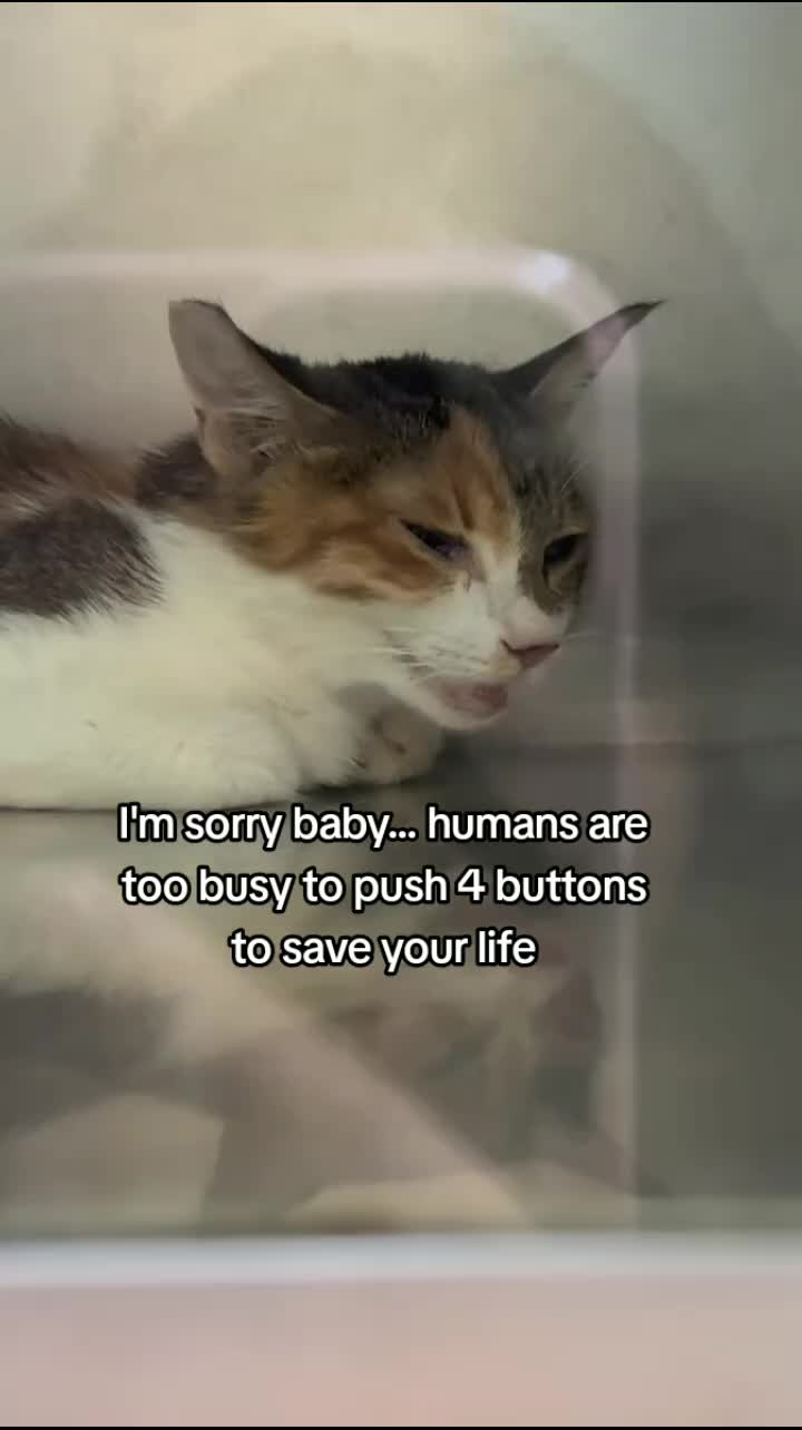 @Community_Animal_Rescue