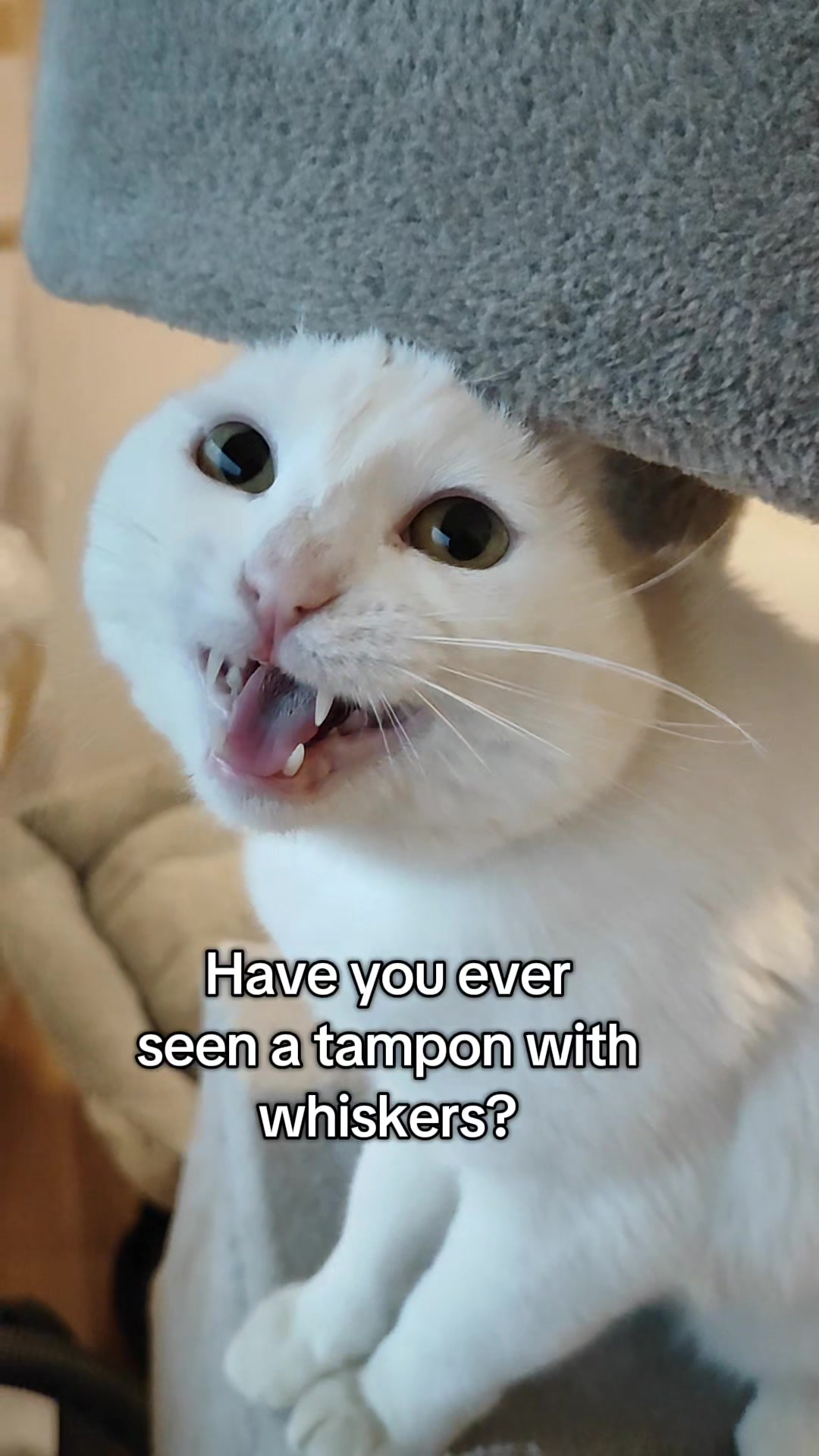 @Fluffy and Pixie