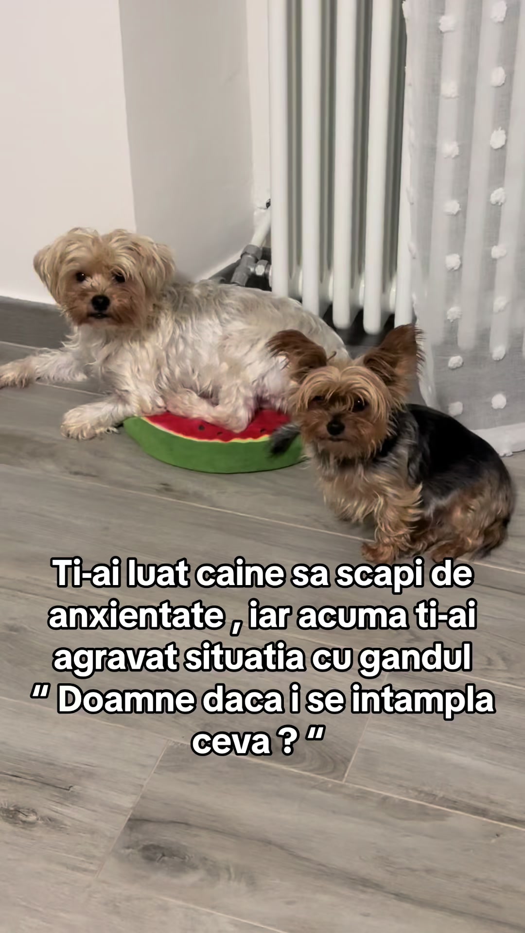 @🐶Bella&Mila🐶