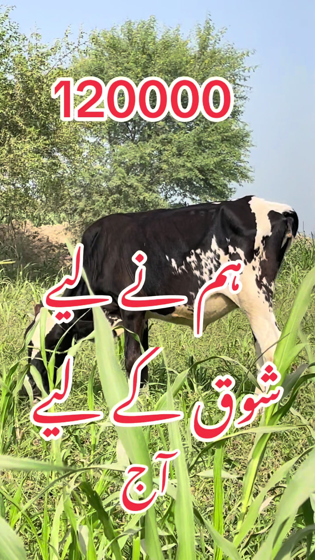 @missyousajjad