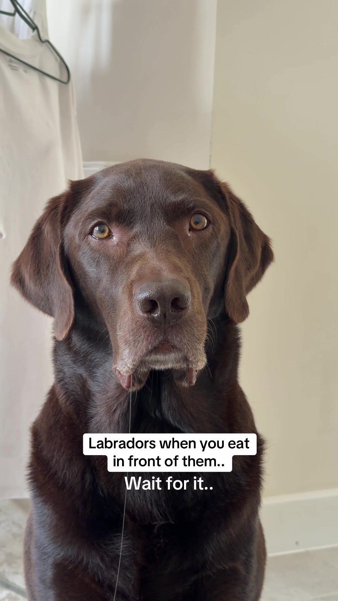 @The Labrador Buddy