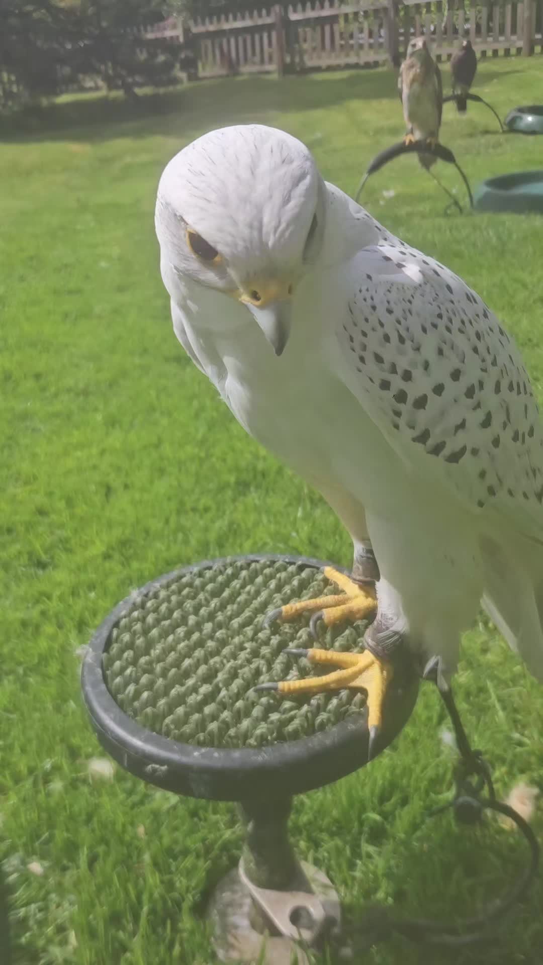 @shaws exotics