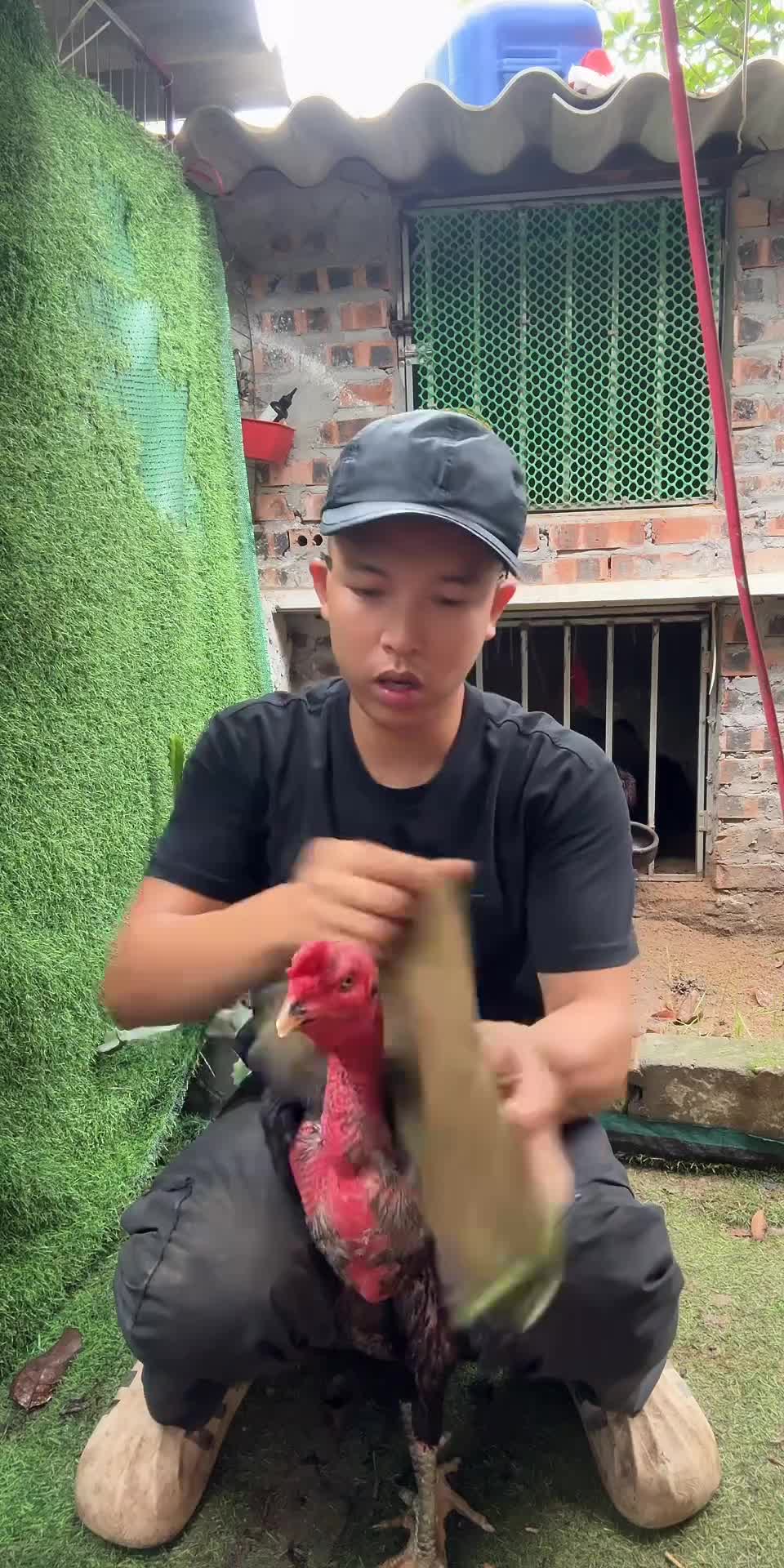 @Thuần Gà Chọi
