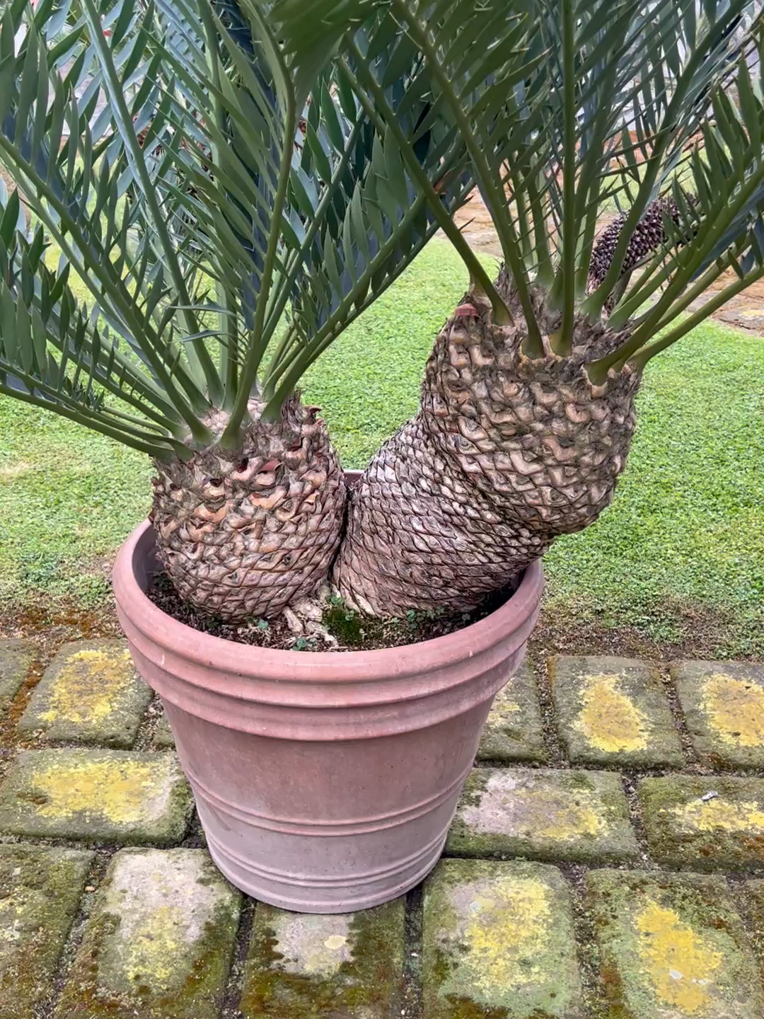 @Botanical Archive