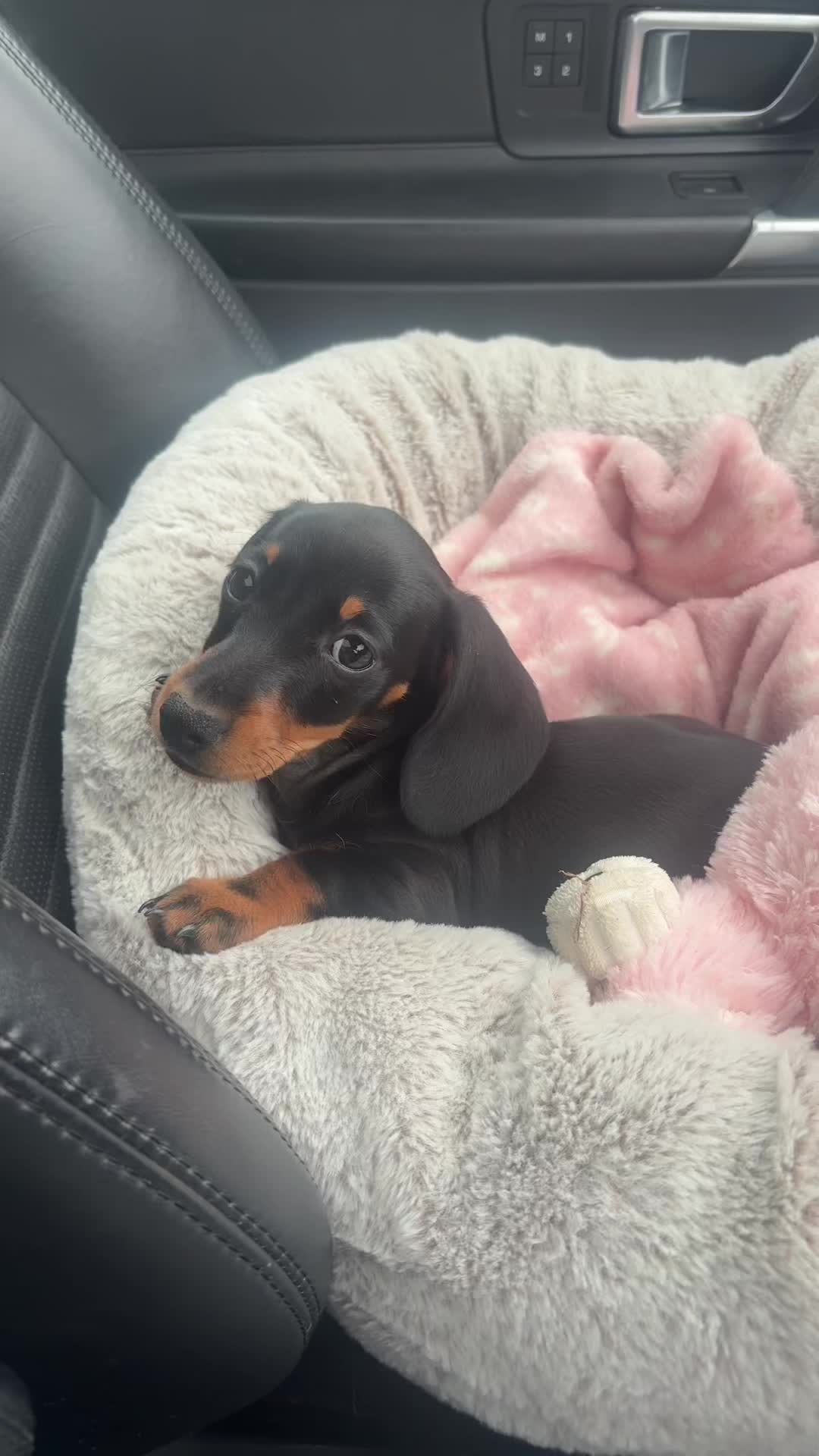 @Lottie Lu mini Dachshund ๐๐ฉท