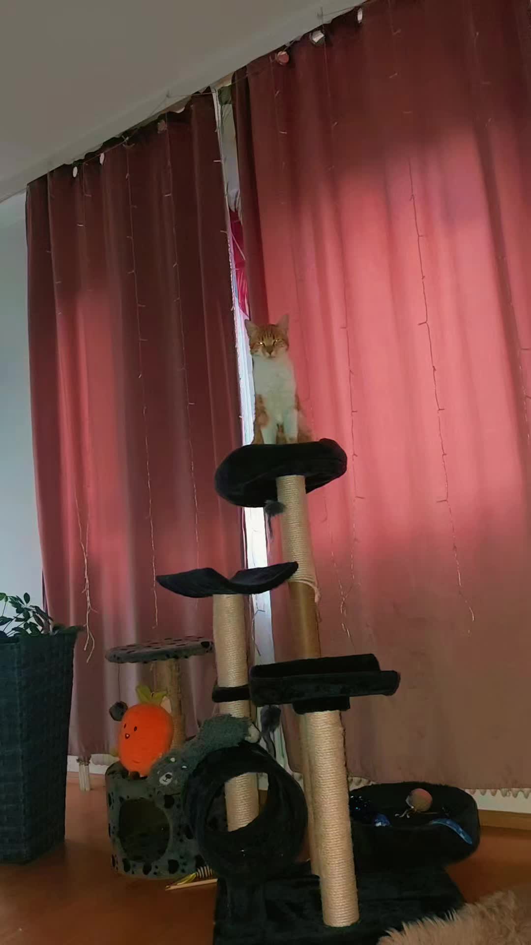 @♥️Katzenmama♥️