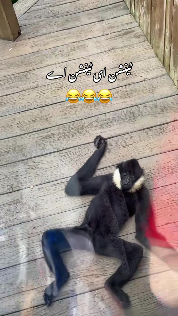 @Mehreen_Ahmed