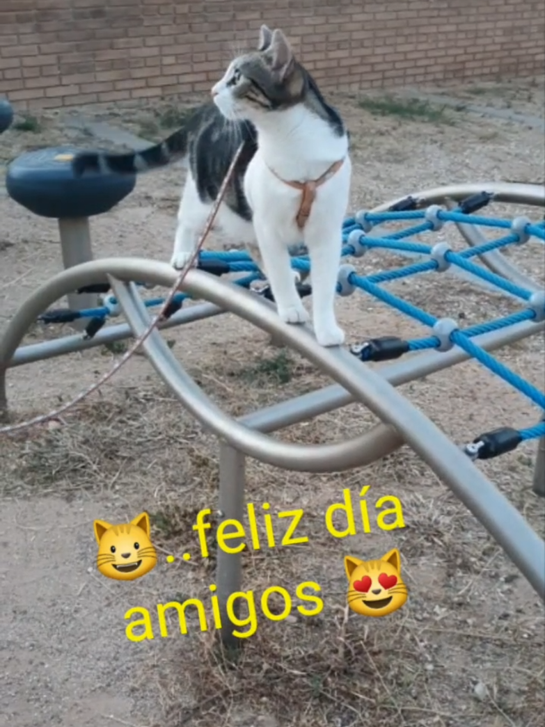 @nikii