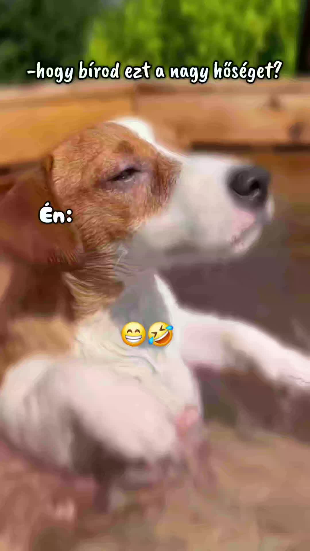 @👑Picis&aacute;rika👑