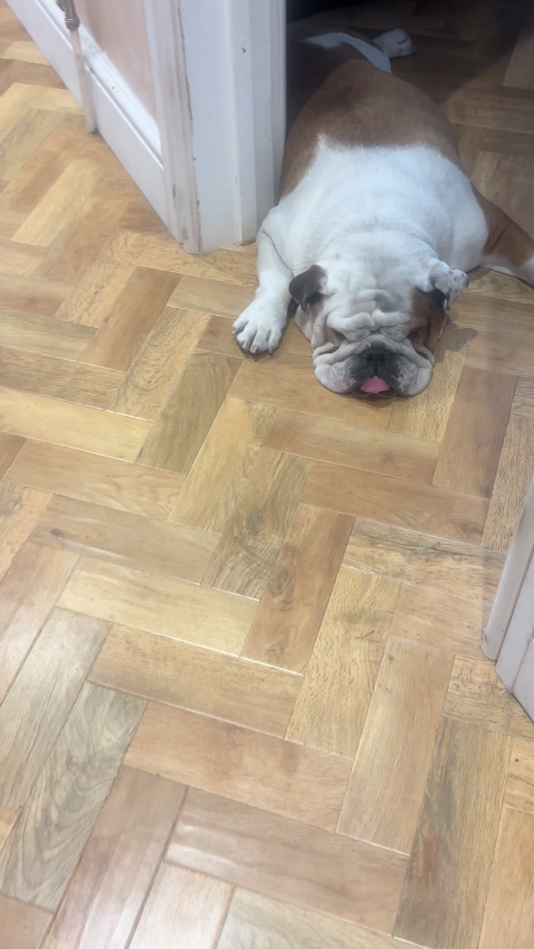 @Nessa the Bulldog 8