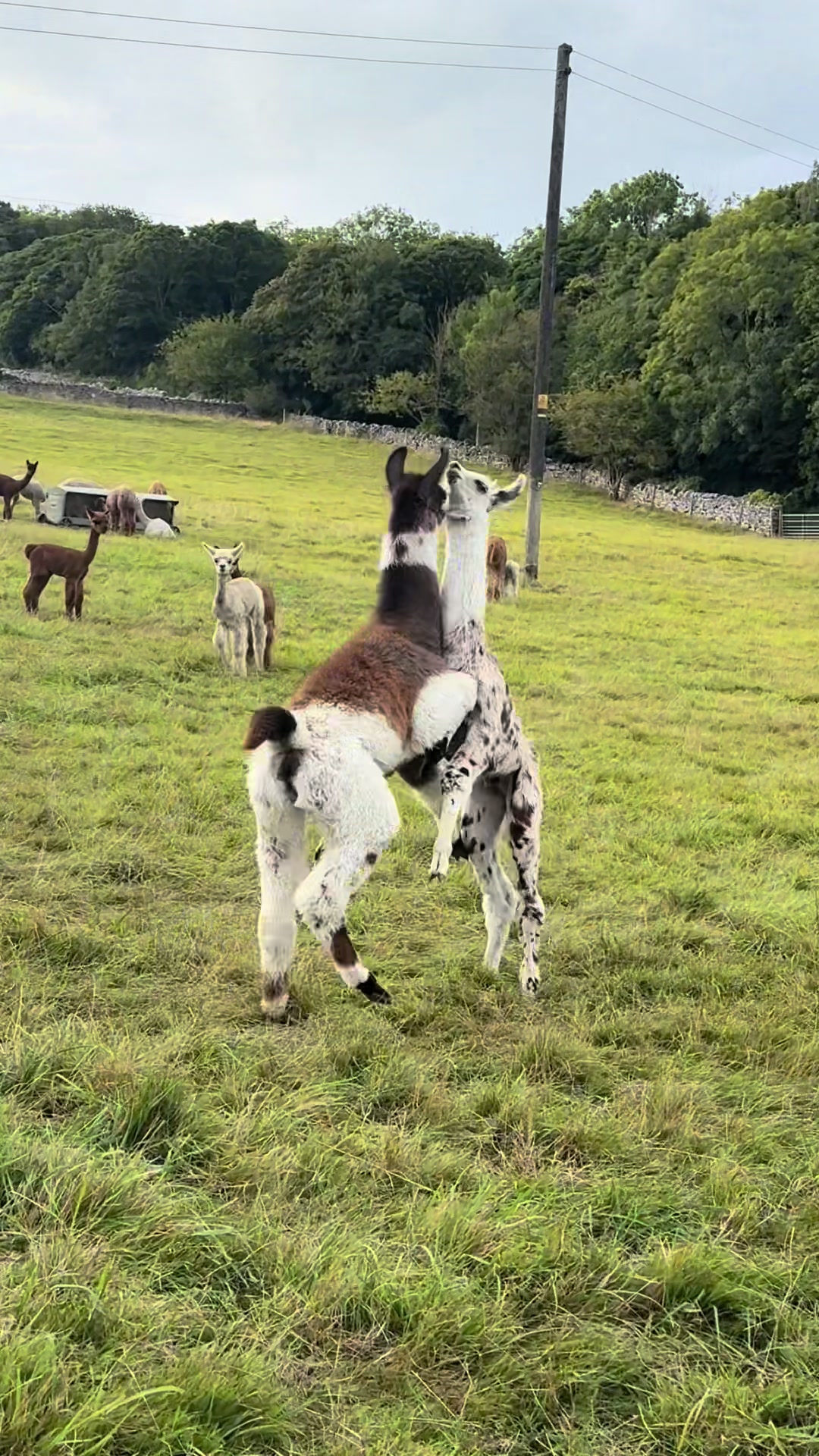 @Bardsea Alpacas and Llamas