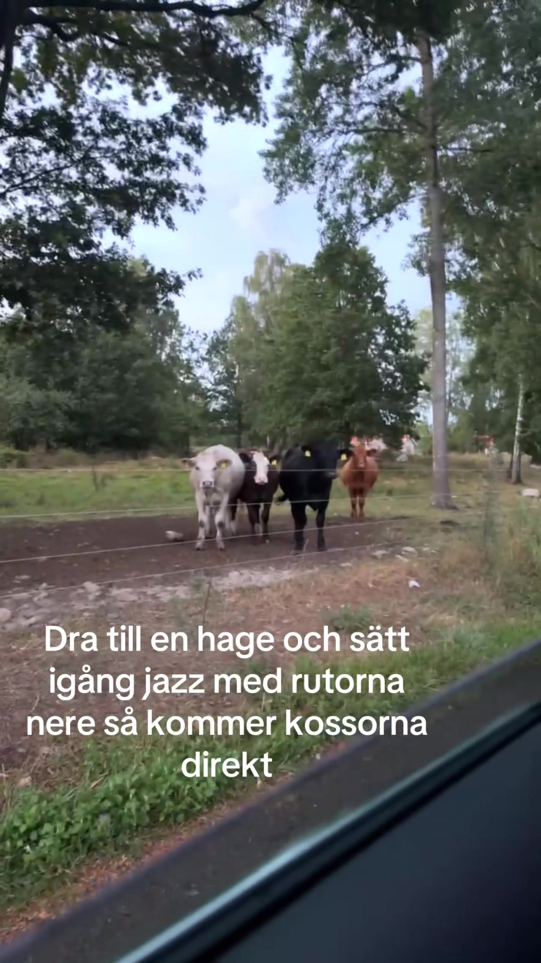 @Elias Von Klintheim