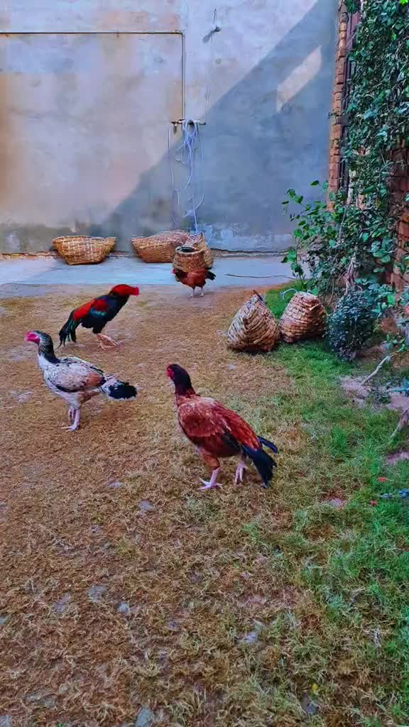 @Professionalaseelbirds2