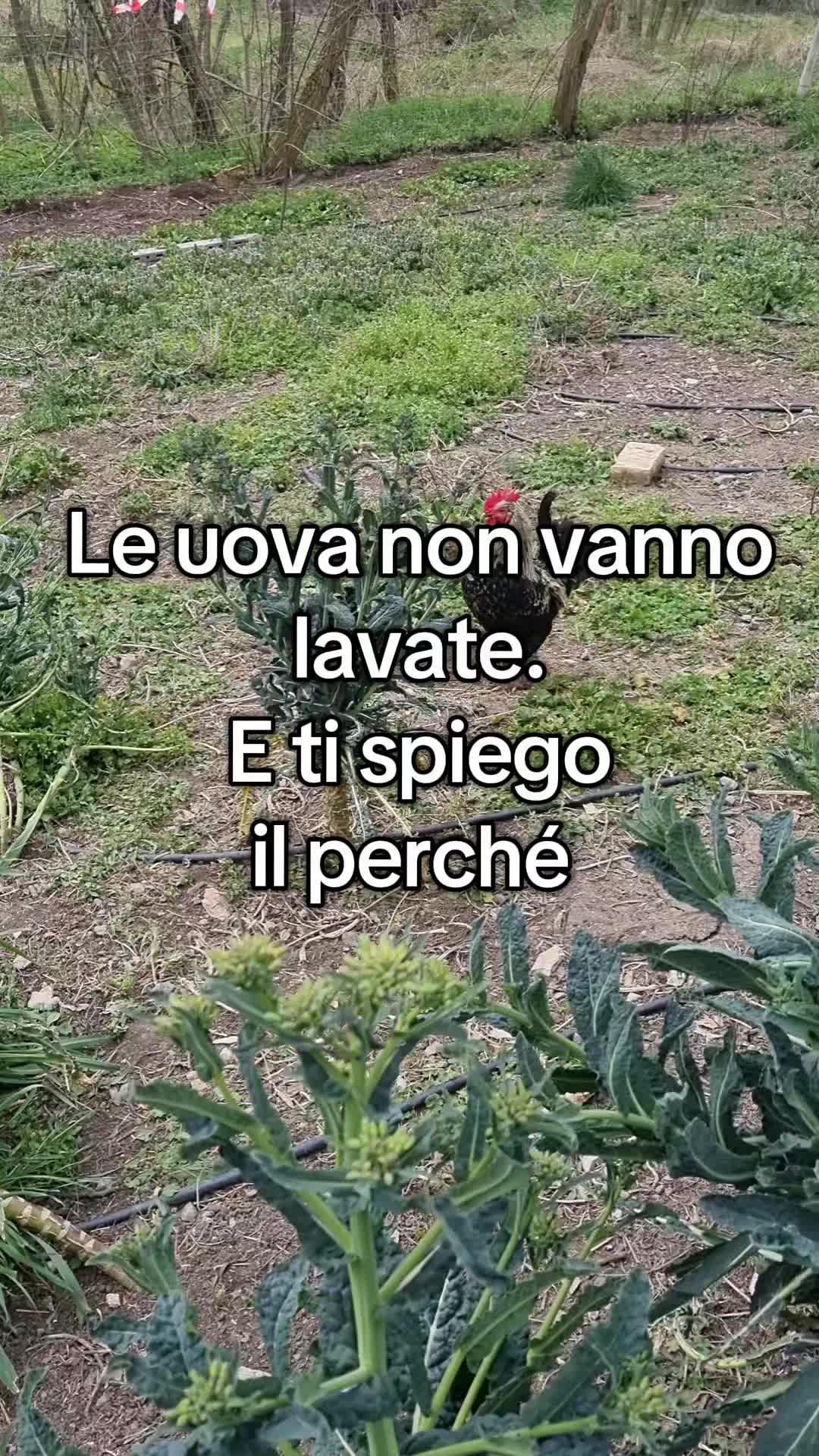 @Il leone e la gallina