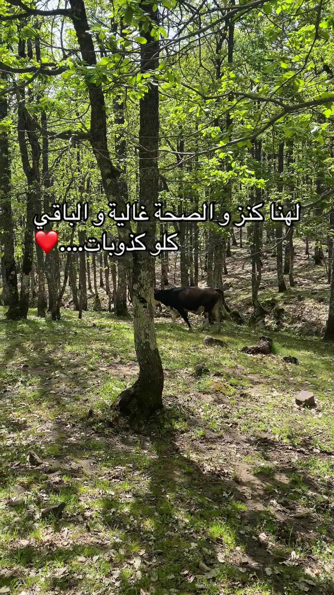 @ia_son.Syd06