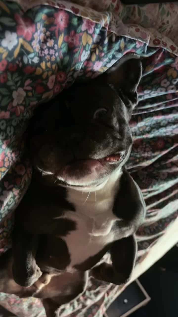 @Gizmo the frenchie & my humans