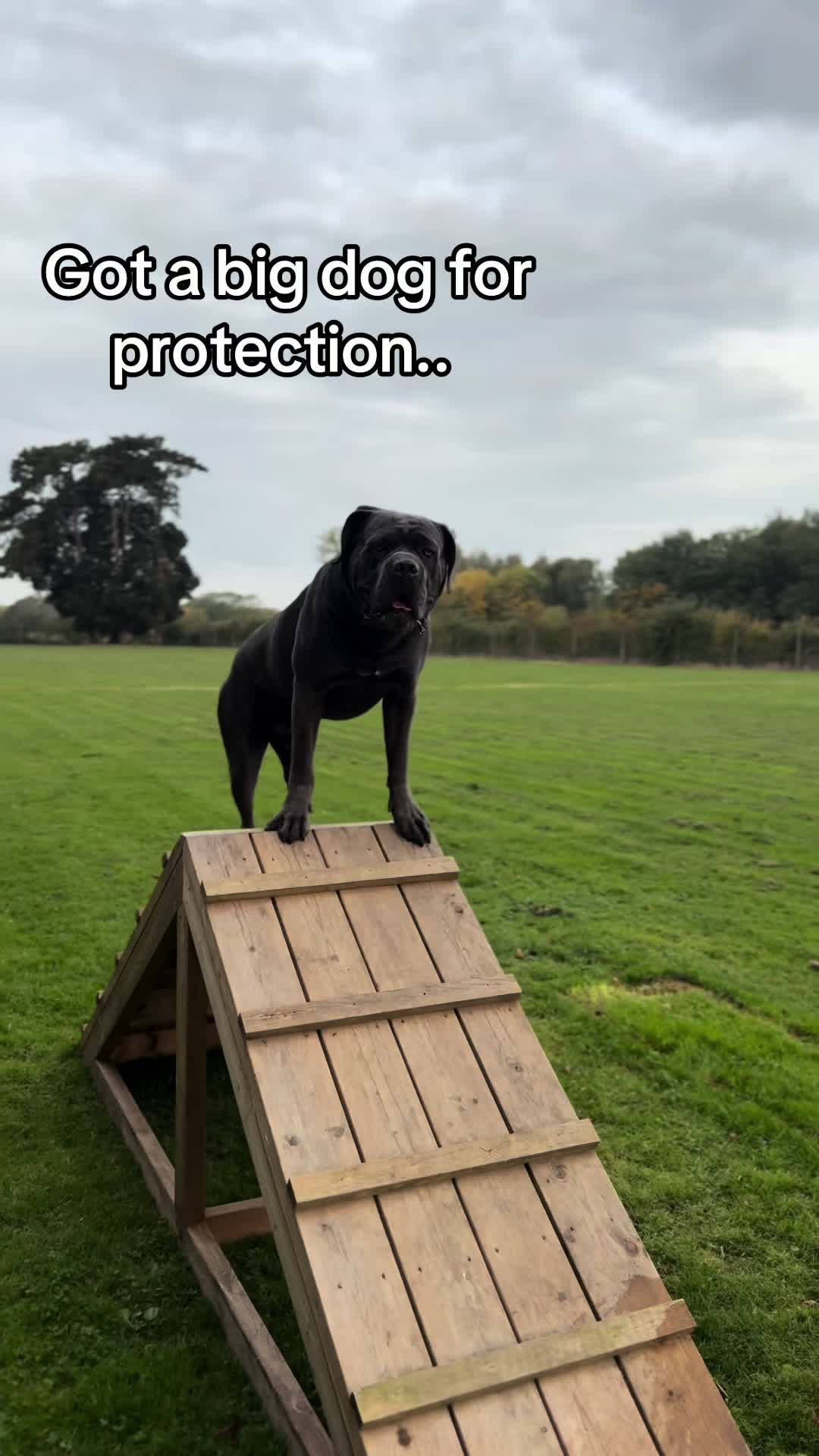 @murphy_the_cane_corso