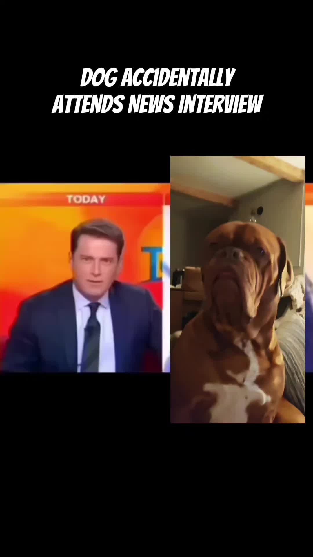 @Diva Dogue Nala