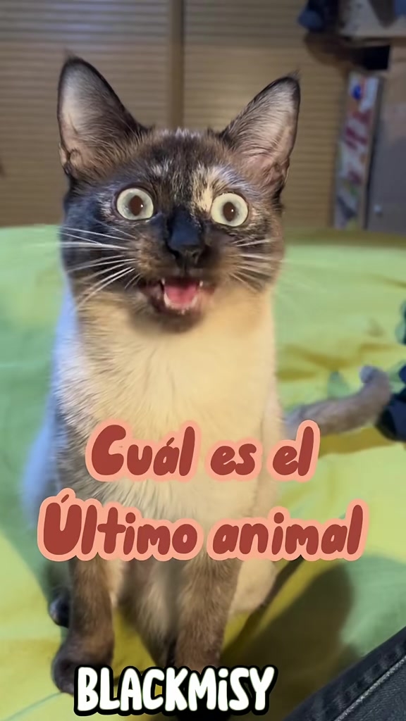 @BlackMisy