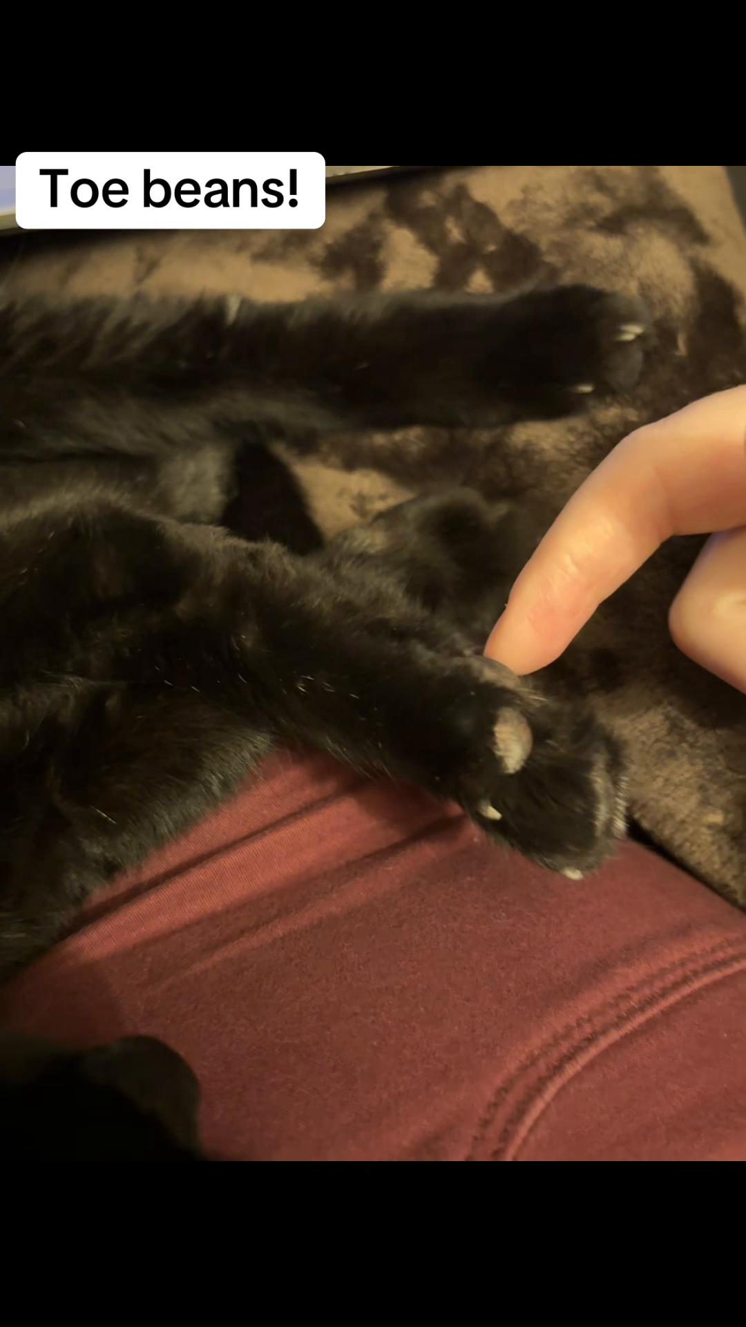 @Em feat. Mister & Mimi (cats)