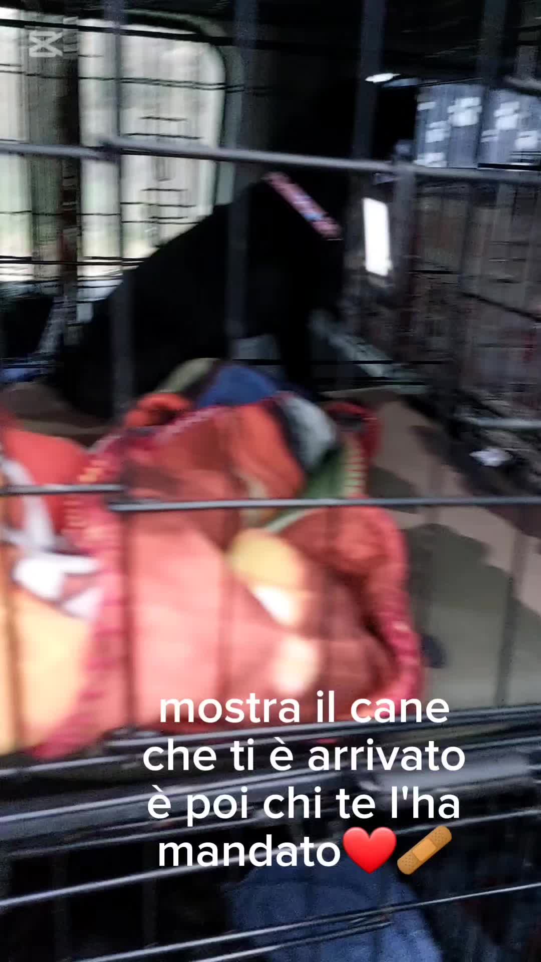 @Rosa Musumeci551