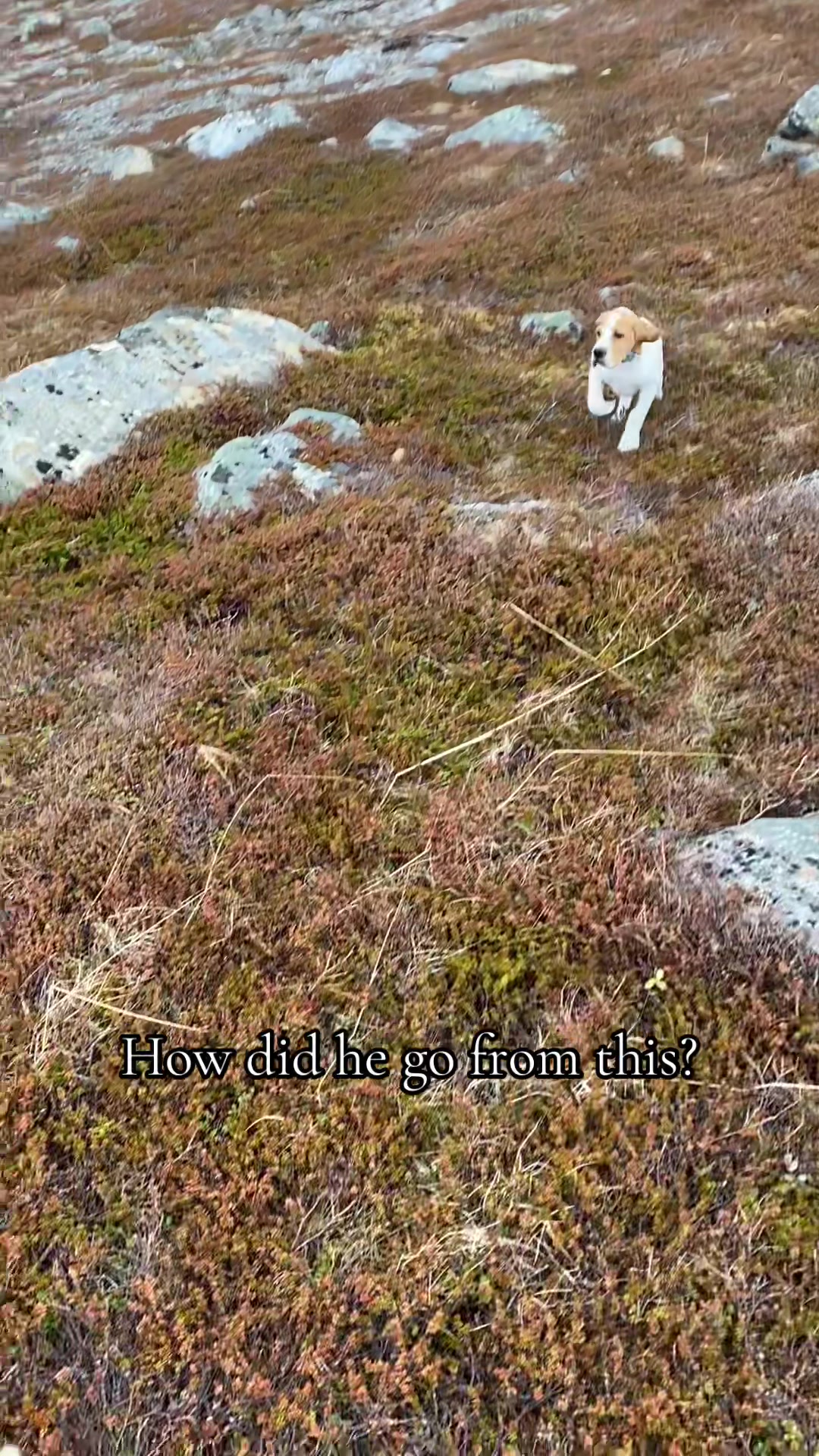 @Don the dog 🇳🇴