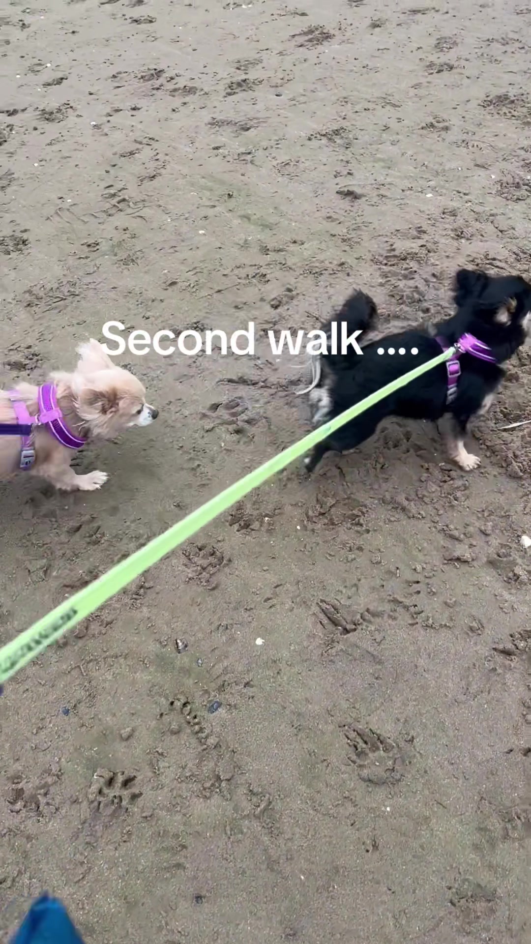 @diddydogz