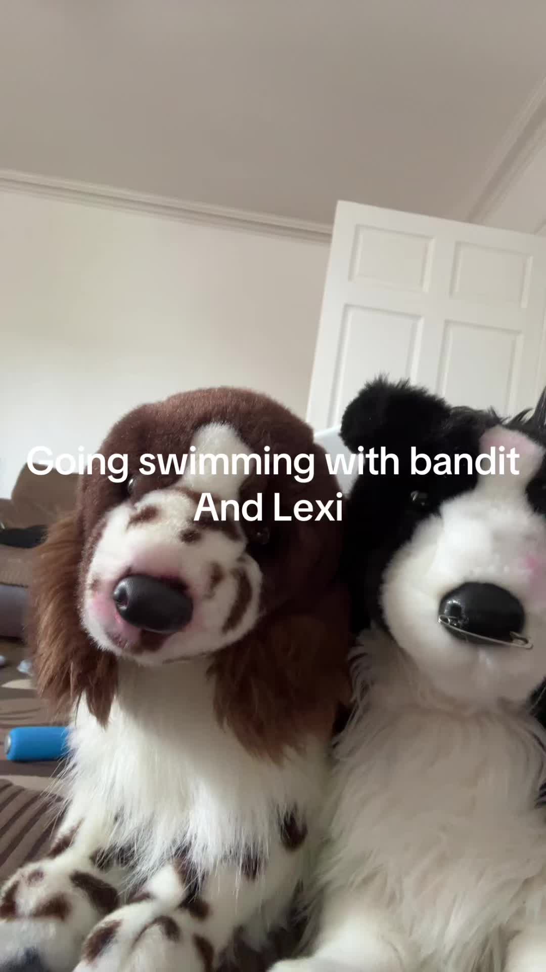 @bordercollieguy3
