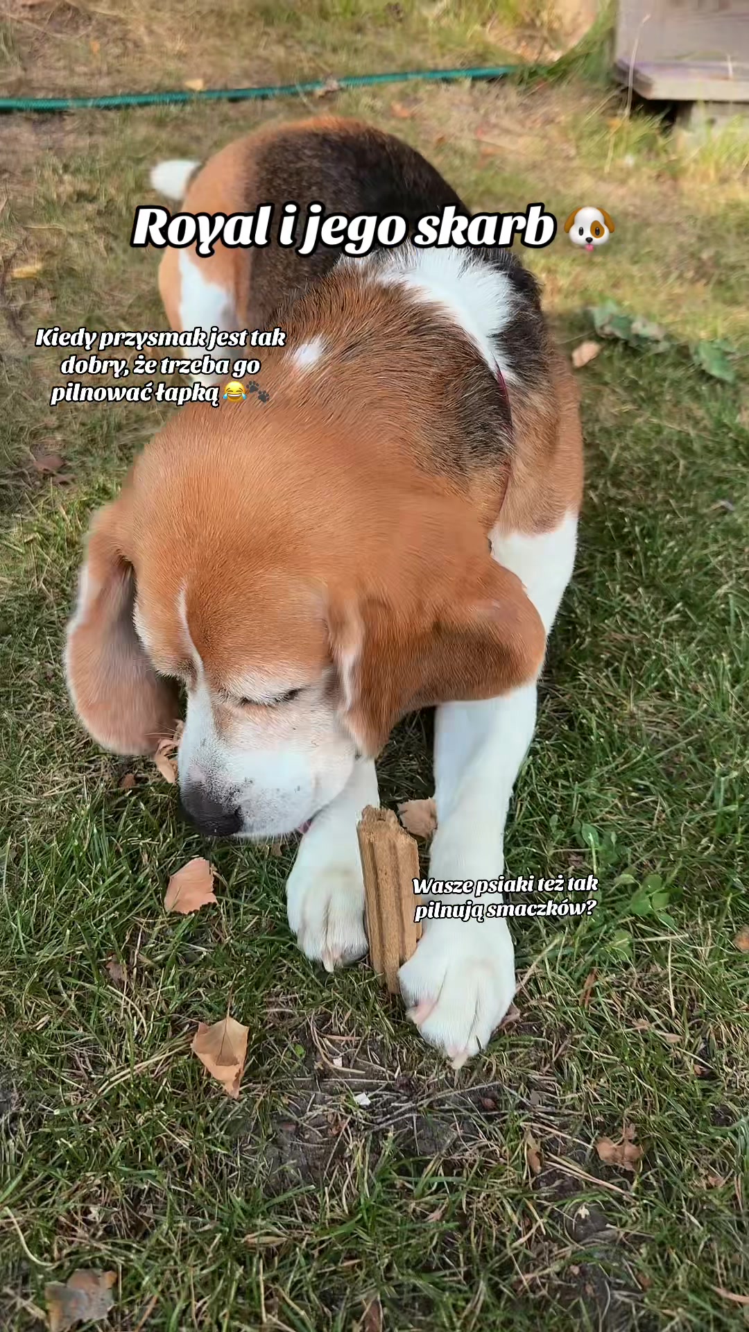 @🐾🌿kavirax12 🌿🐾