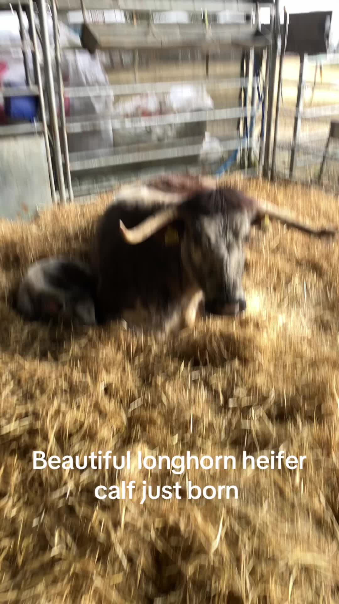 @Highland Coo Clan