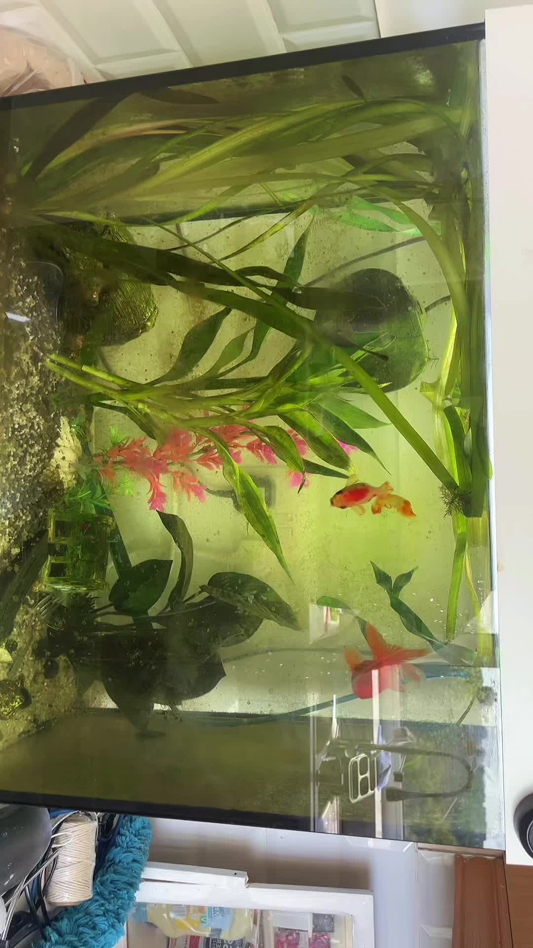 @CRBaquatics