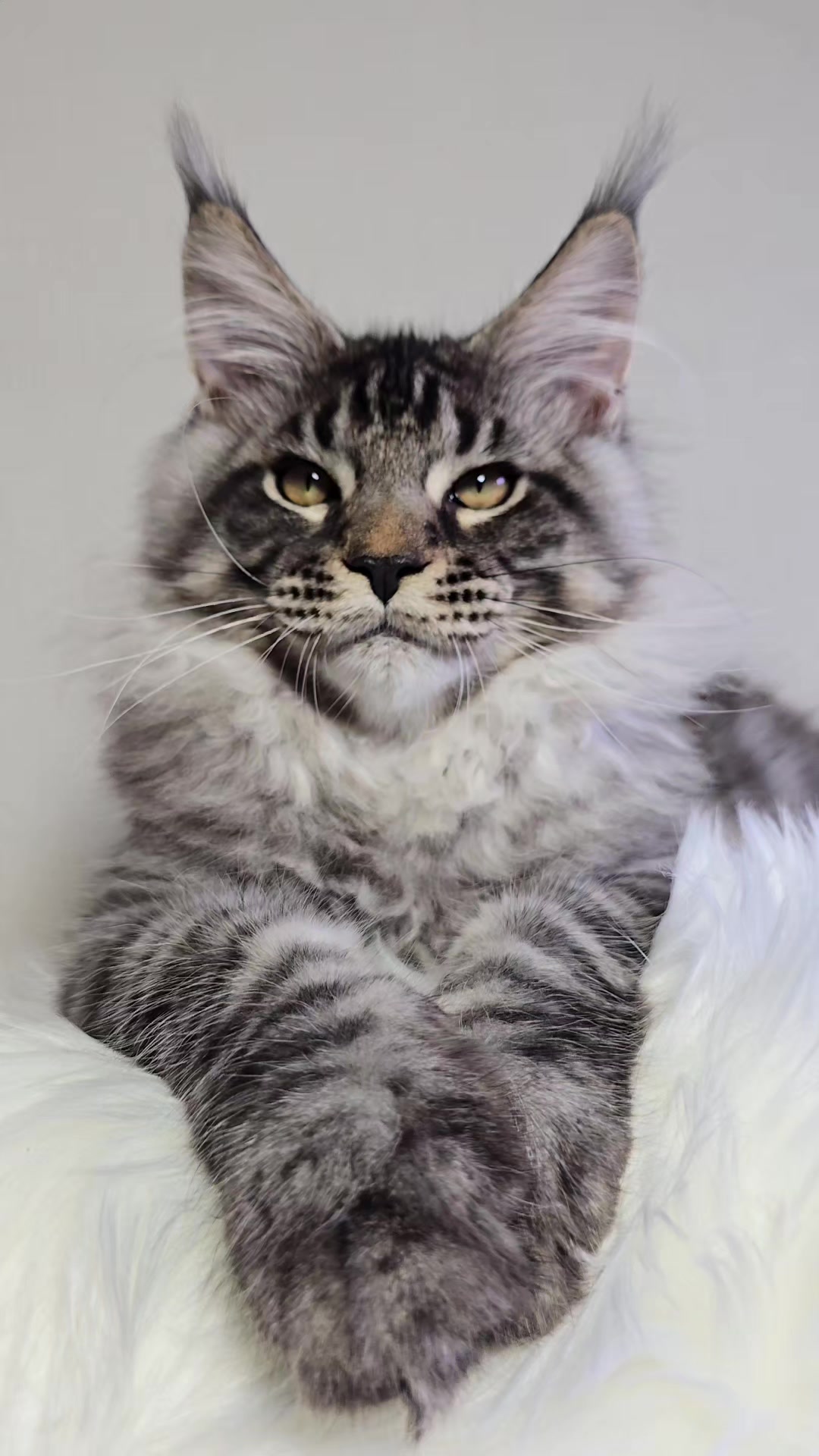 @Maine Coon Cattery Forest Rich