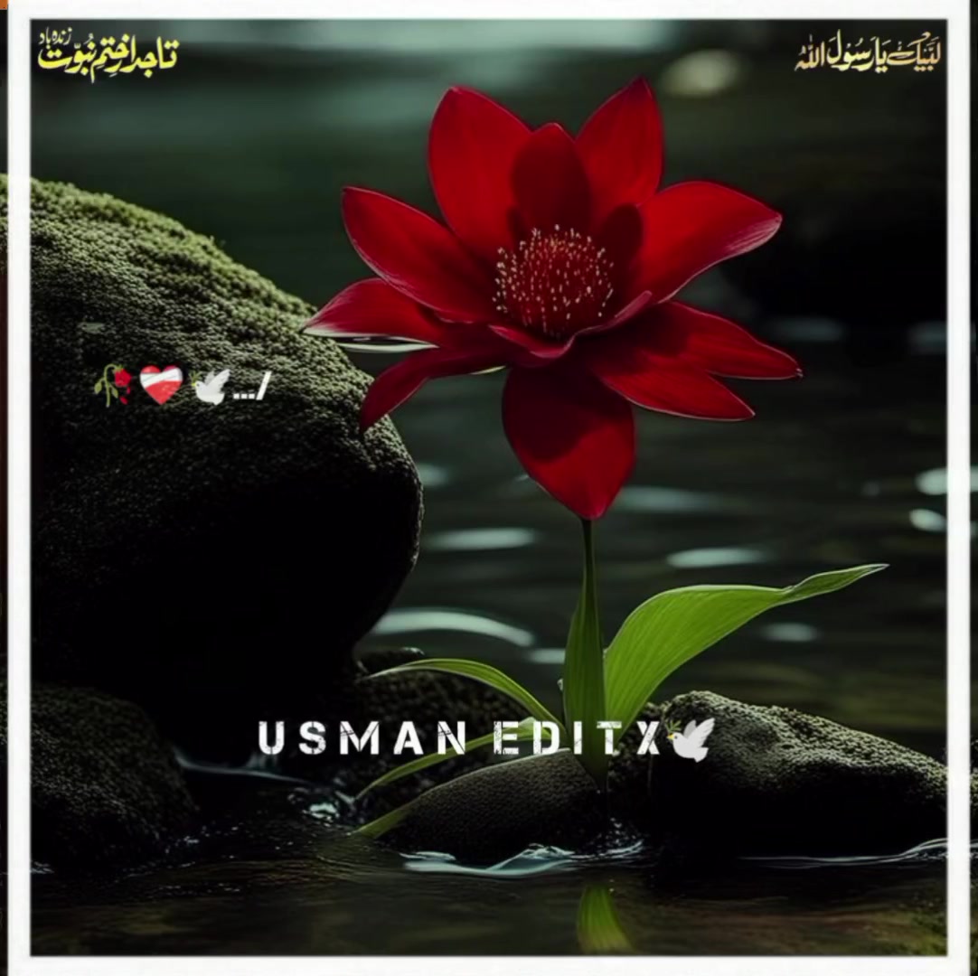 @سلطنت رضویہ 😍😍