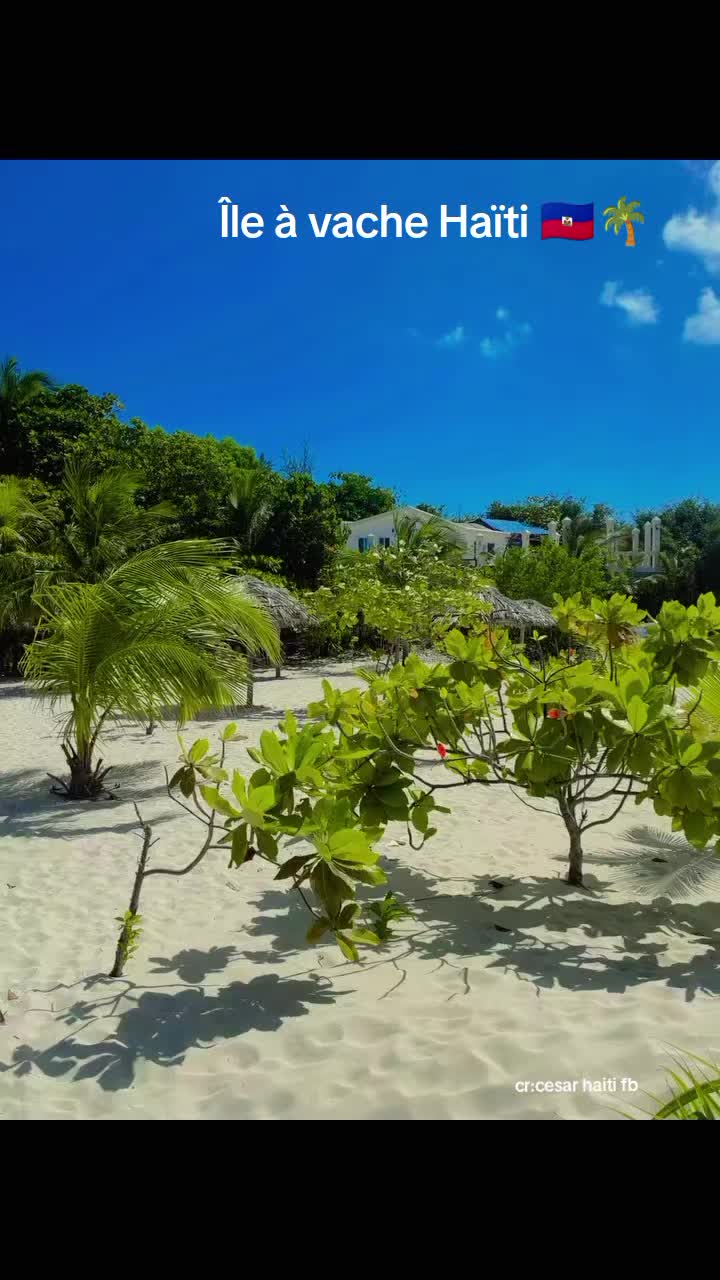 @🌴PERLE D'HAÏTI 🌴