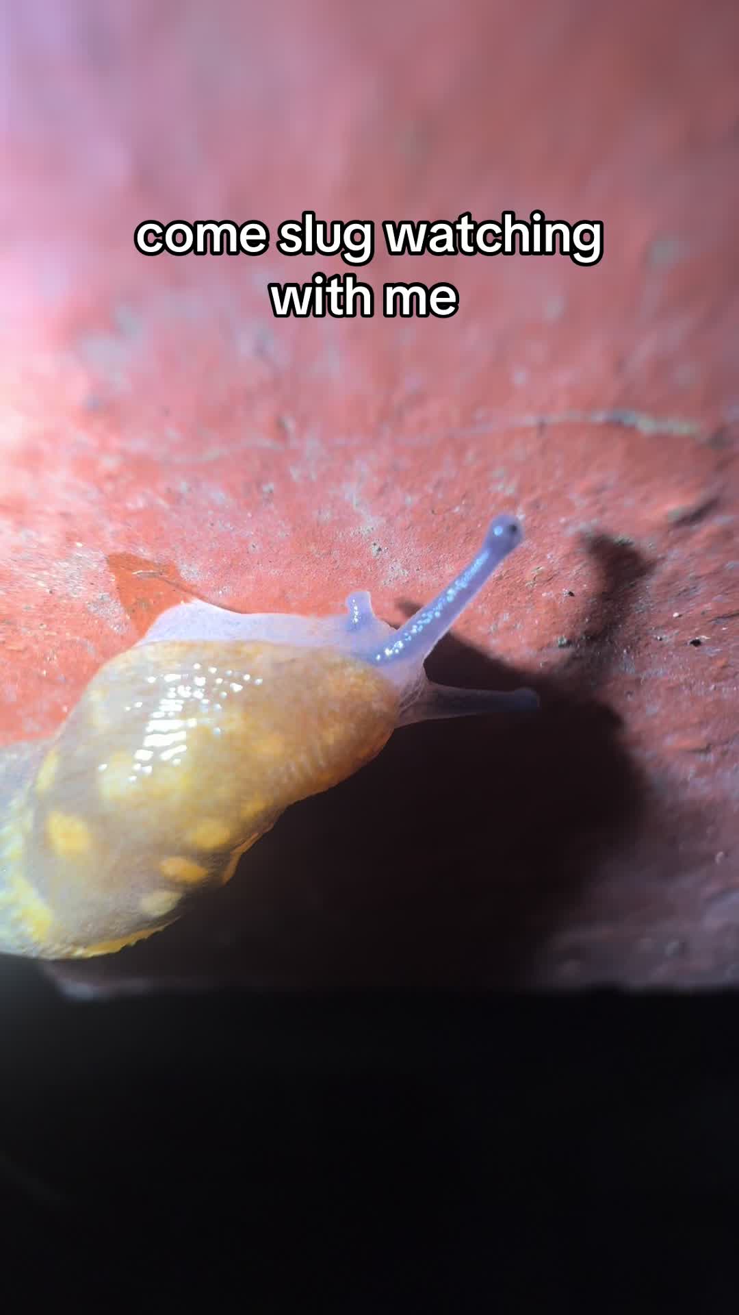 @meowcrobe unc