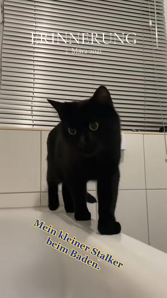 @Die süße kleine Katzencrew