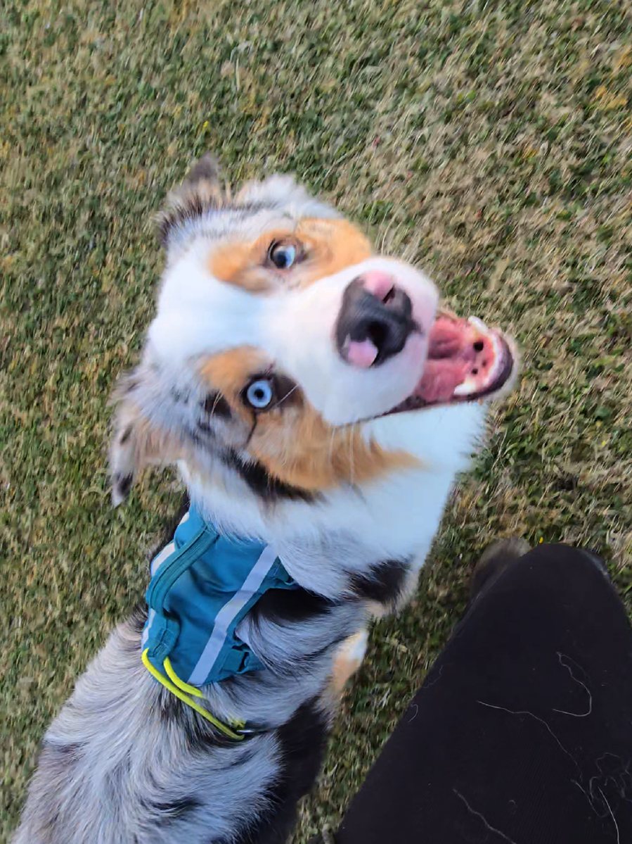 @mr.montytheaussie