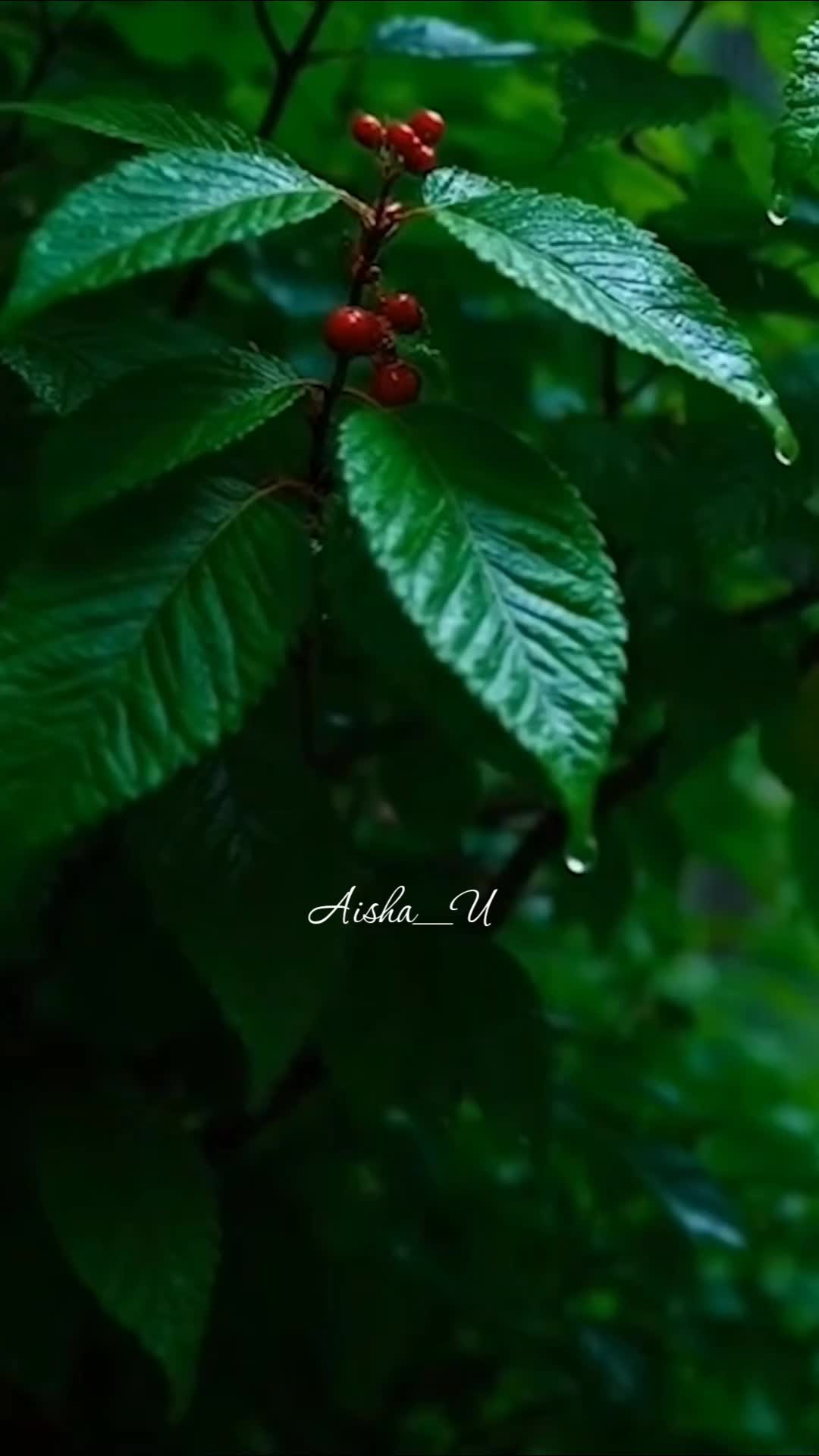 @Aisha_U