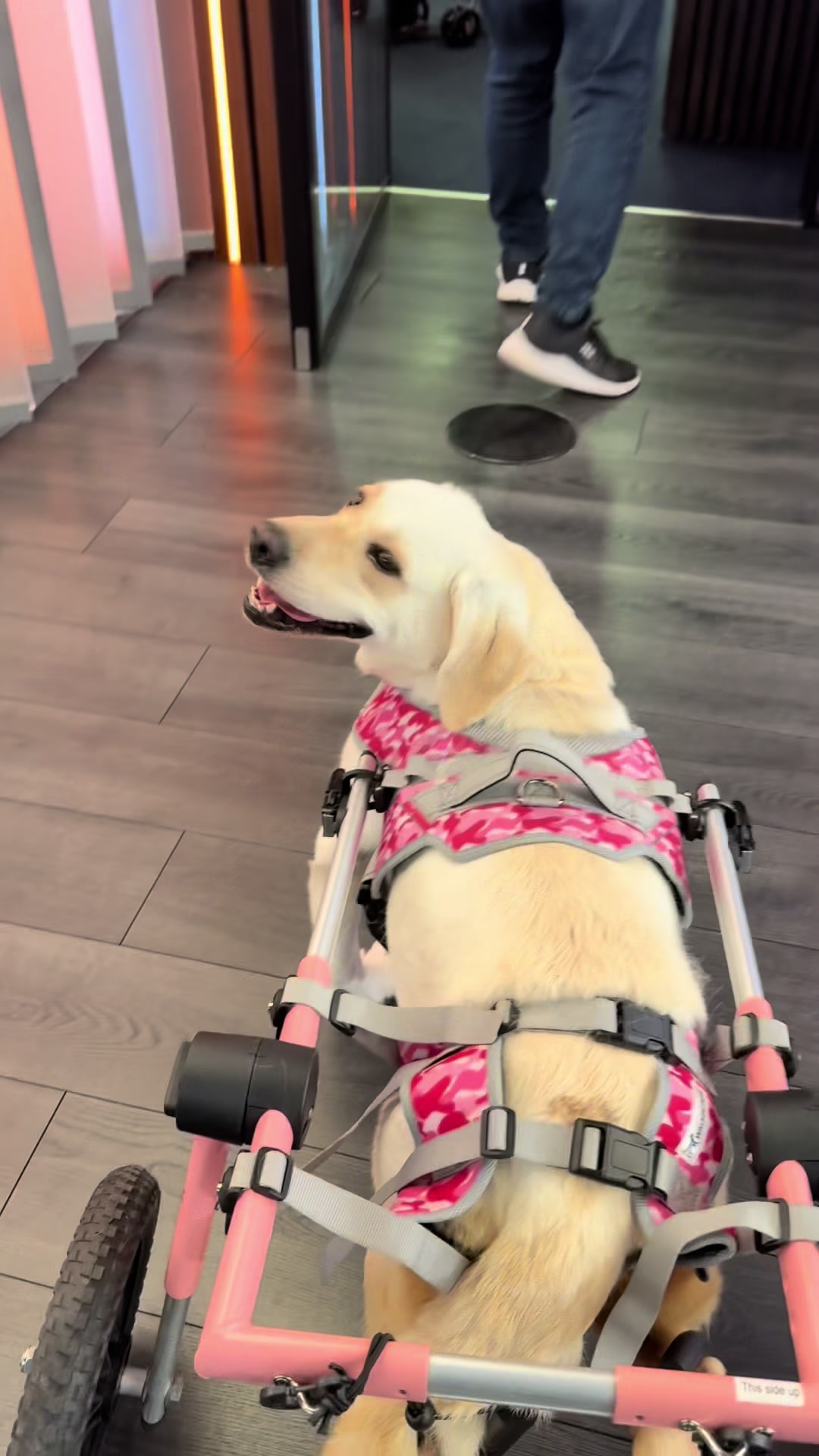 @BrokenBiscuits.org
