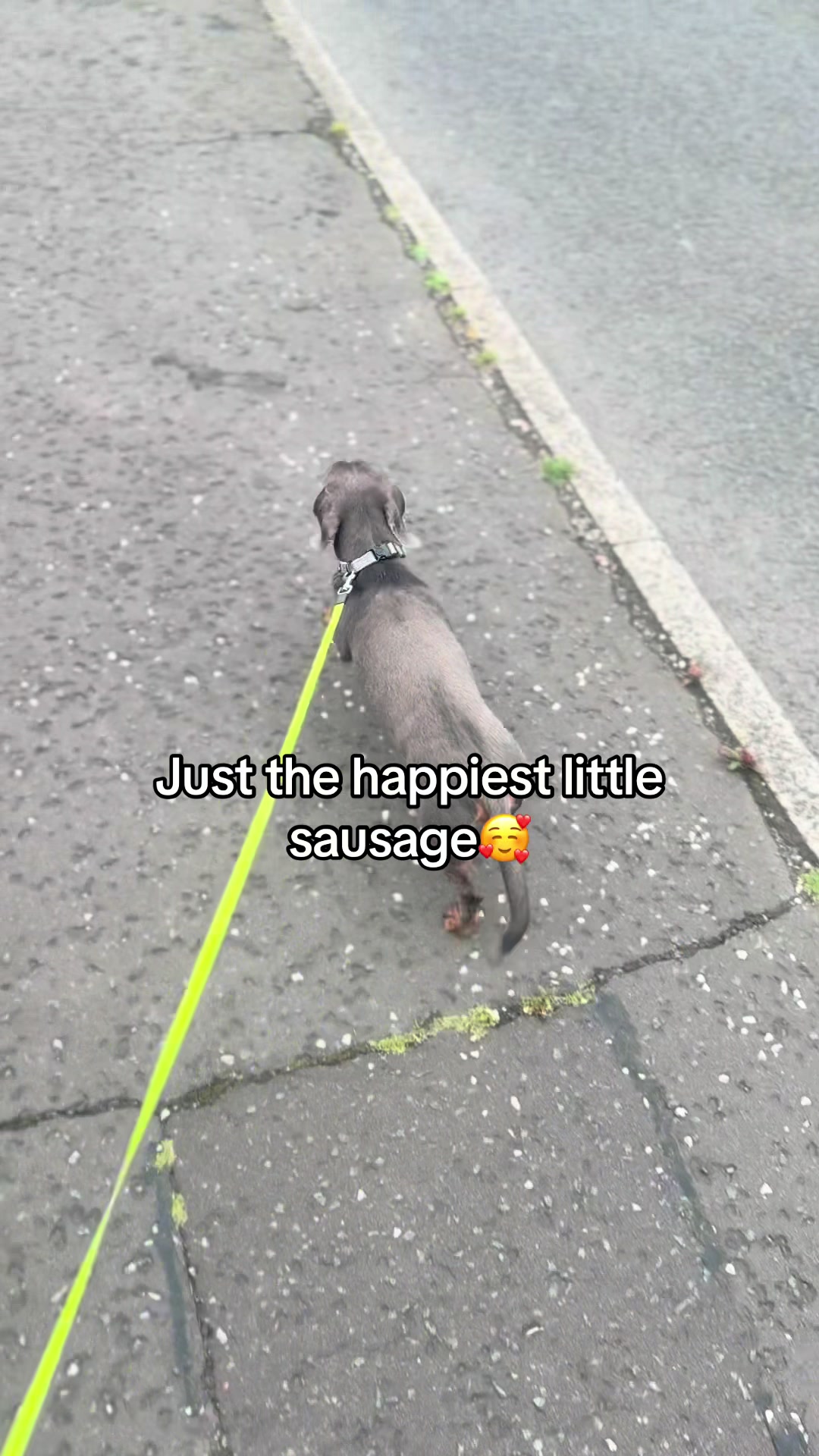 @Robyn’s Dog Walking Services