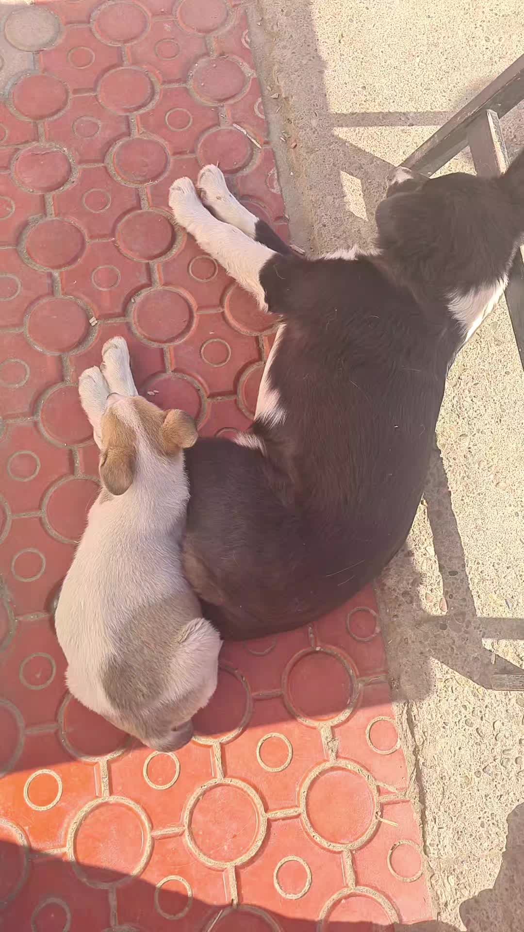 @Salvează o inimă