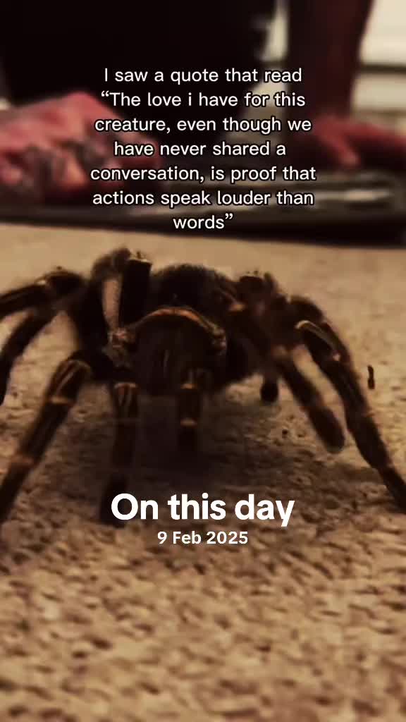 @The Tarantula twins 🕷️