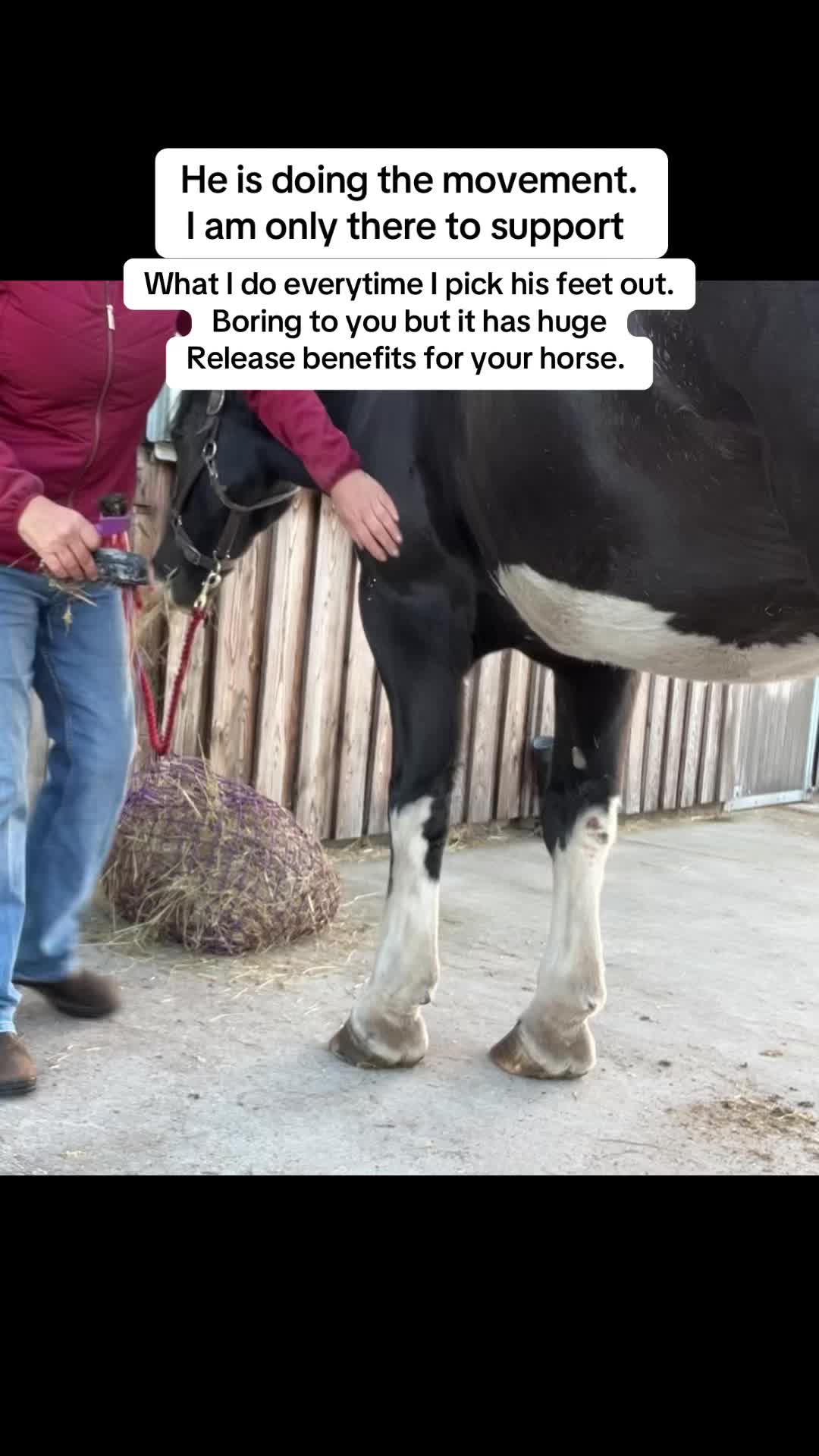 @Equine Release